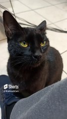 La Gata Bombay Llega a la Oficina  _ Una Jornada de Juegos y Diversión  #Shorts
