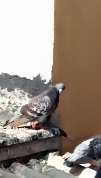Seres alados palomas pajaros aves estan un poco alterados porque algo entro a su panal #shorts fauna