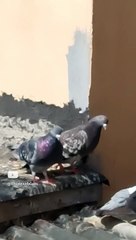 una paloma se queda mirando a un lugar fijamente parece que algo se acerco al panal #shorts #animal