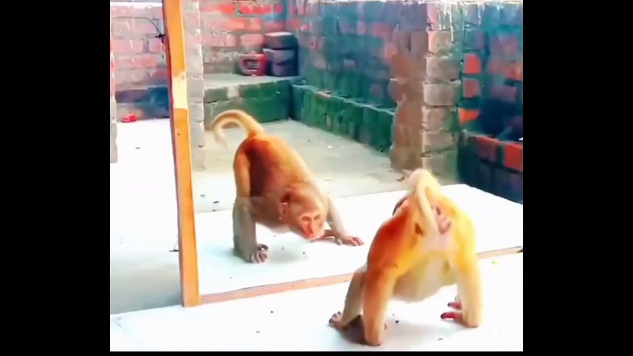 Best Funny Videos Of The Year 2024 __ Impossible Try Not To Laugh