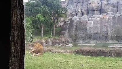 Animal parque sao paulo