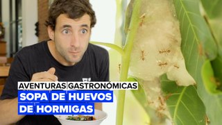 Aventuras gastronómicas: sopa de huevos de hormiga