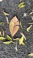 Face Appeared on Leaf