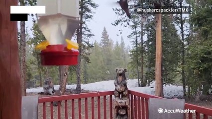 Hummingbird braves spring snow to enjoy meal