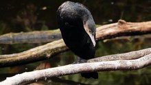 The Cormorant: Close Up HD Footage (Phalacrocorax carbo)