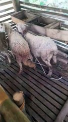 Beautiful sheep breeding