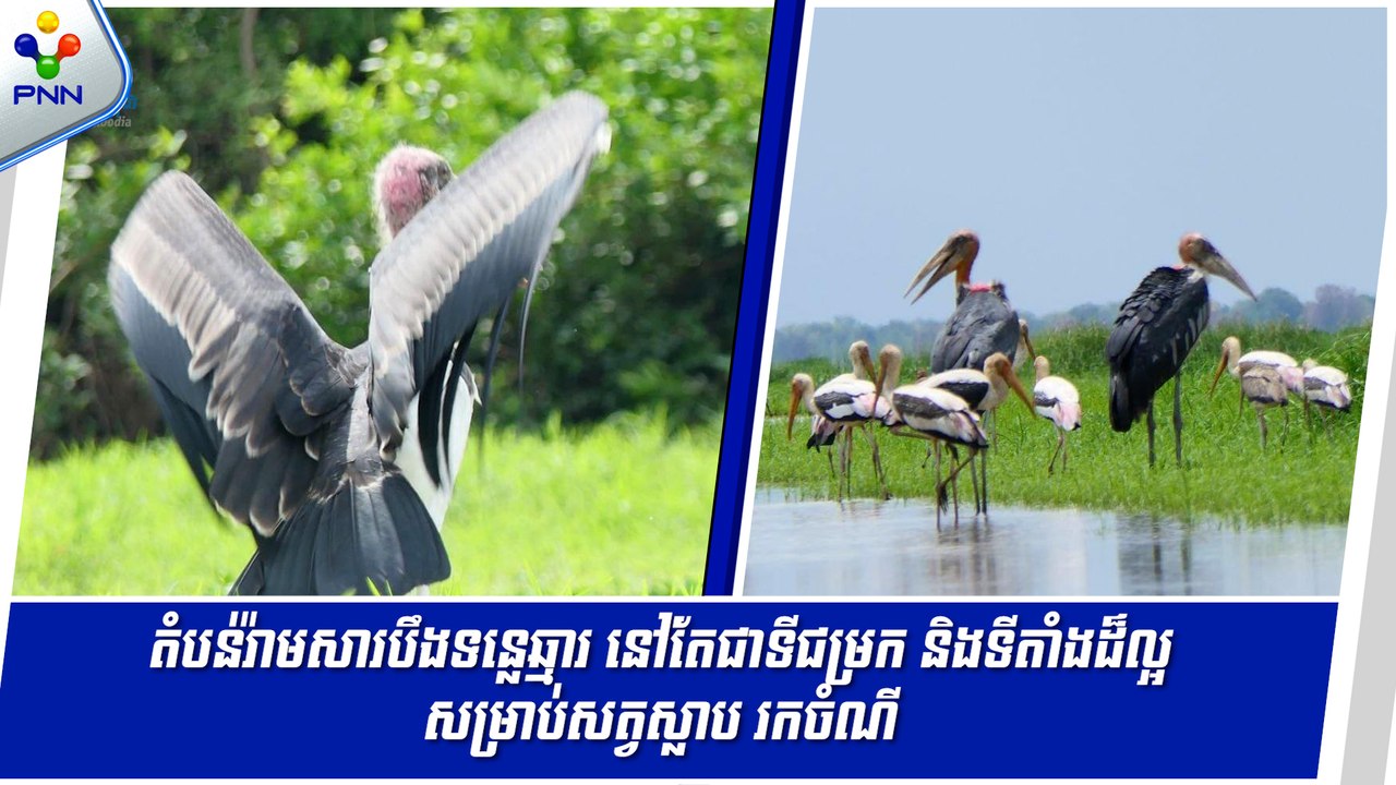 [25-05-24] តំបន់រ៉ាមសារបឹងទន្លេឆ្មារ នៅតែជាទីជម្រកនិងទីតាំងដ៏ល្អសម្រាប់សត្វស្លាបរកចំណី