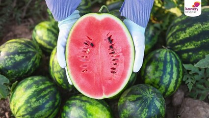 Benefits of Watermelon for Summer