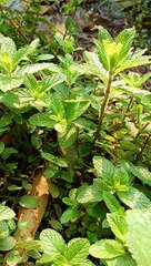 Fresh mint leaves