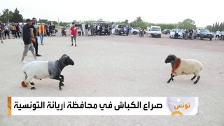 صراع للكباش في محافظة أريانة التونسية