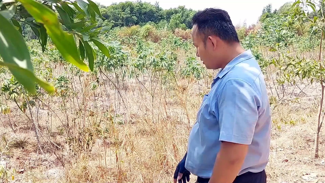 Đất Dầu Tiếng |  bán gấp lô đất 11 x 98 ( hơn 1078 M2) view Hồ giá rẽ#554