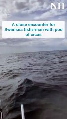 Fisherman's close encounter with orcas at Swansea | Newcastle Herald | May 27