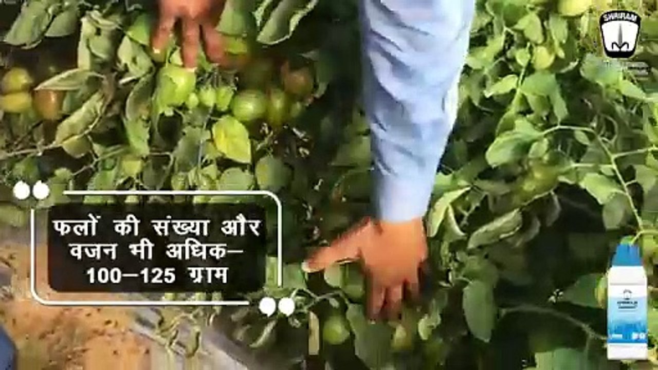 Elevating Tomato Harvests: A Farmer's Triumph with Shriram Zindrip