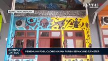 Penemuan Fosil Gading Gajah Purba Sepanjang 1,5 Meter