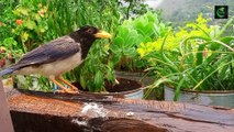 Soothing Rainfall  Birdsong: A Symphony of Red-Billed Blue Magpie & Black-Headed Jay