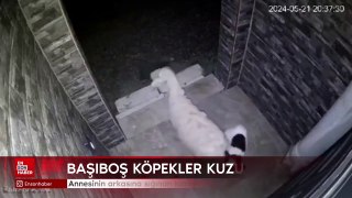 Annesinin arkasına sığınan kuzuya saldıran sokak köpekleri