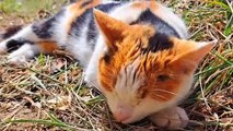 Cute Cat Sleeping and Snoring