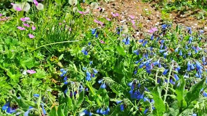 A Pregnant CAT rests in the bosom of Nature.