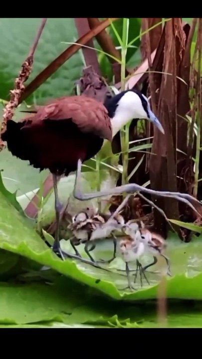 Bird Hot