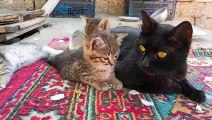 Mom Cat talking to her Cute Meowing Kittens