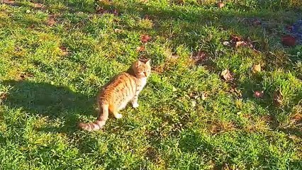 I teased the cute kitten