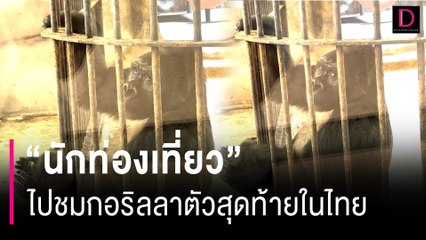 "นักท่องเที่ยว" งงไปชมกอริลลาตัวสุดท้ายในไทย ไม่คิดว่าจะโดนทำแบบนี้ใส่ | HOTSHOT เดลินิวส์ 27/05/67