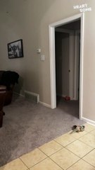 Hilarious Pup Takes "Superman Rides" to a New Level