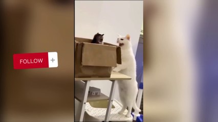 The FUNNIEST and CUTEST moments with ANIMALS! DOGS+CATS 2024