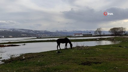 Kura Nehri taştı, sahilleri aratmayan görüntüler ortaya çıktı