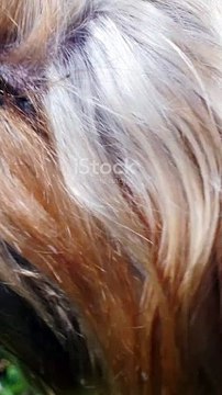 Silvia, the world's smallest dog, stands at just 2.8 inches tall, but her charm is immeasurable!