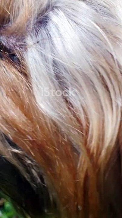 "Silvia, the world's smallest dog, stands at just 2.8 inches tall, but her charm is immeasurable!"