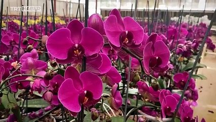 Biyokaçakçılar ülkelere özgü türleri yurt dışına kaçırıyor