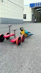 Colourful Bird  vedio.