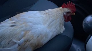 Woman rescues cockerel after it flew through her car window