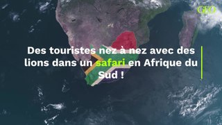 Afrique du Sud : la voiture d'une famille tombe en panne en plein safari au milieu des lions