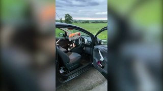 This is the moment cheeky Derbyshire cockerel was rescued by woman after it flew through her car window as she was driving along