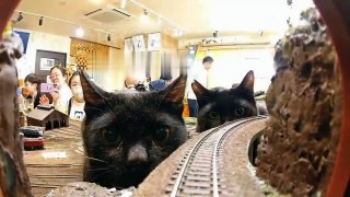 Les chats détestent les trains...