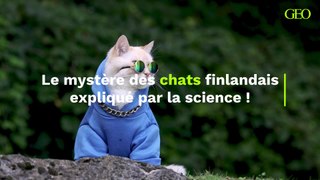 Les chats finlandais sont uniques en leur genre, et la science a enfin compris pourquoi