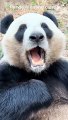 Panda Devours Carrots in Hilarious Speed Eating Challenge