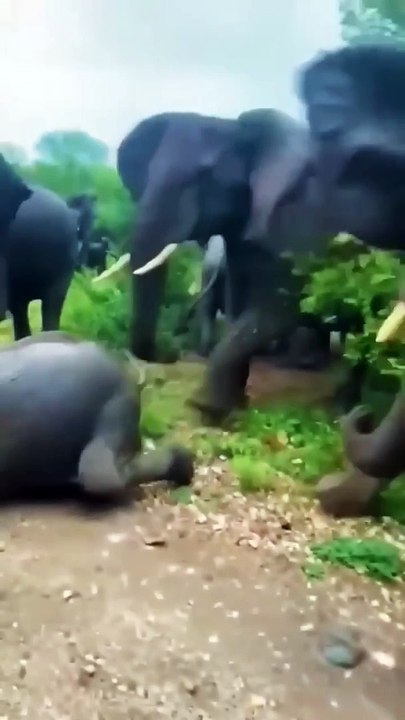 wild elephants angry movement  wildlife elephant shorts