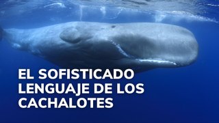 El sofisticado lenguaje de los cachalotes