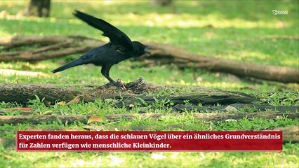 Krähen können zählen wie Kleinkinder 🦅