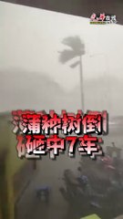 巴生谷蒲种树倒塌砸毁7辆车，幸无人员伤亡🚗