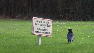 Bruxelles sauvage, le retour des corbeaux: Trailer HD