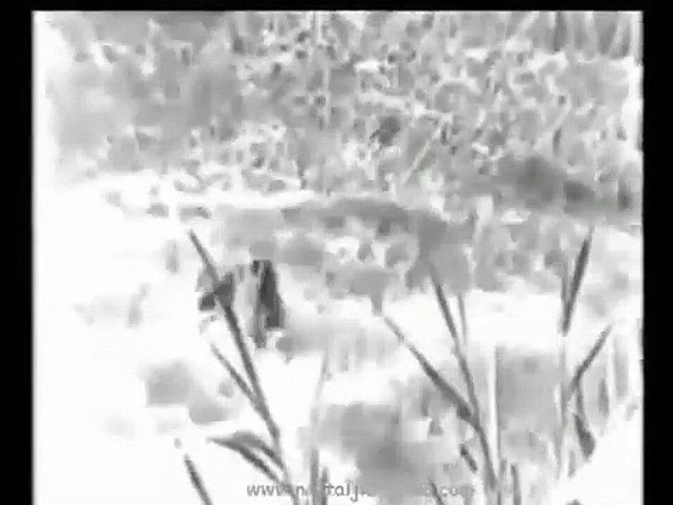 Yedi Dağın Aslanı