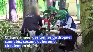 En Algérie, un centre lutte contre les addictions par le biais du sport