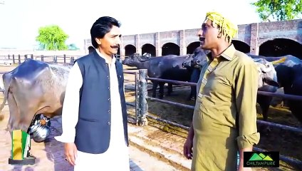 The milk thief was caught Saleem Albela and Goga Pasroori Funny(480P)