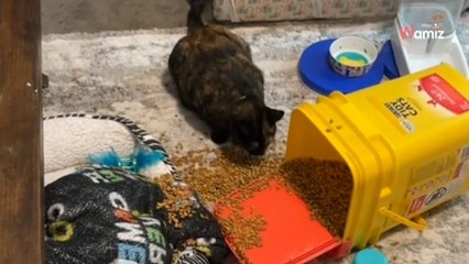 Elle s'étonne que son chat ne finisse pas sa gamelle du matin, et elle comprend vite pourquoi (vidéo)