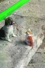 Baby cats and puppy friendship