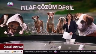 SÖZCÜ TV'de Senem Ilgaz Sokak Hayvanları ile ilgili o taslağı detaylarını anlattı